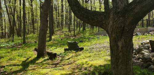 A serene forest scene with gravestones nestled among trees and lush green grass, dappled sunlight filtering through leaves.