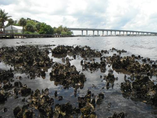 Rocky shoreline with oyster beds in shallow water, a bridge spans the background under a cloudy sky.