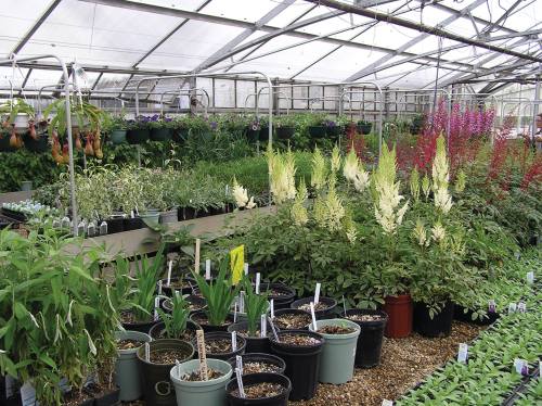 A greenhouse filled with various potted plants, including flowers and greenery, arranged on shelves and tables.
