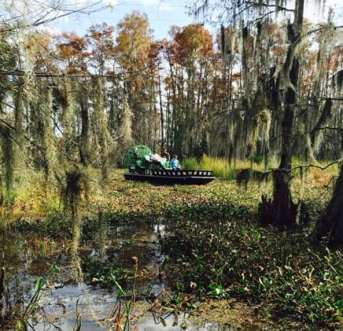An airboat navigates through a lush, moss-covered swamp with trees and water plants in the background.