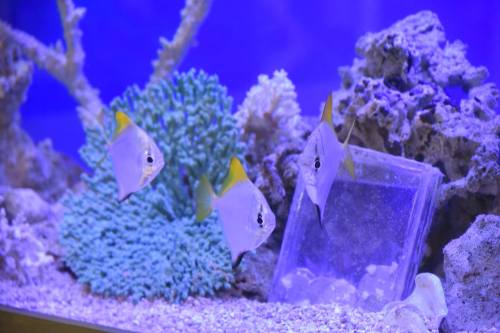 Three fish swim near coral in a vibrant blue aquarium, with a clear plastic object resting on the sandy bottom.