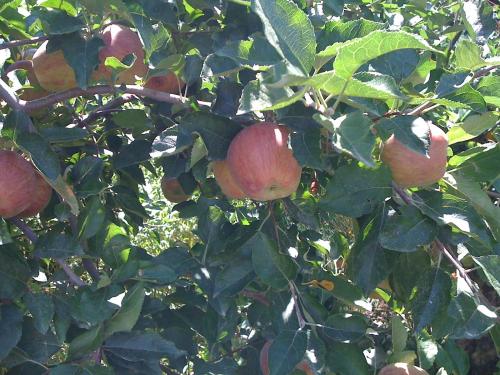 A close-up of apple trees with ripe, red apples hanging among green leaves.
