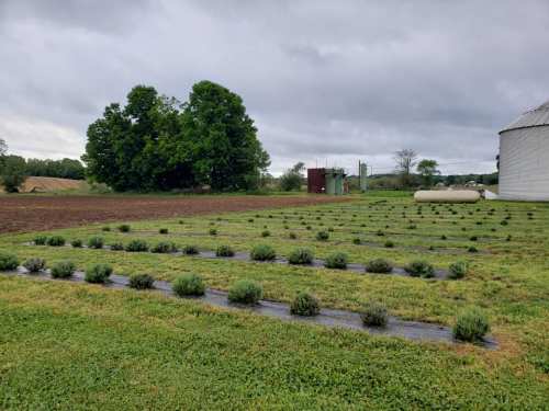 A field with rows of small lavender plants, surrounded by green grass and trees under a cloudy sky.