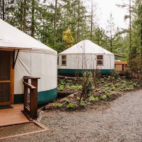 Two cozy yurts nestled among trees, with a gravel path and greenery surrounding them.