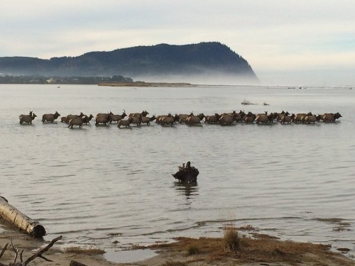 A herd of elk wades through a calm river with misty mountains in the background.