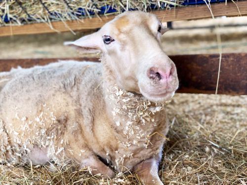 A sheep resting on straw, with bits of hay around its neck, looking curiously at the camera.
