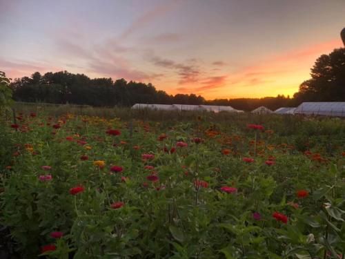 A vibrant flower field at sunset, with colorful blooms and green foliage against a backdrop of a glowing sky.