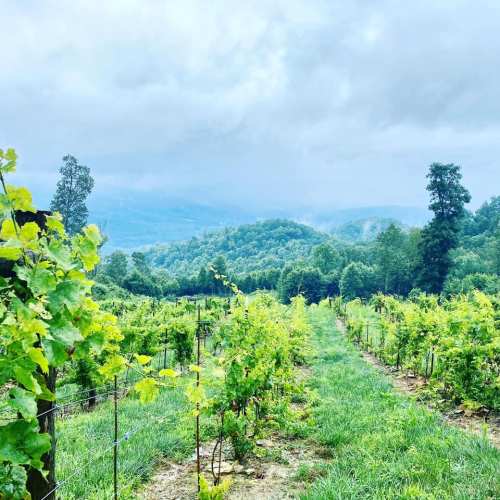 Lush vineyard rows stretch towards misty mountains under a cloudy sky, surrounded by greenery.
