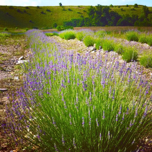 A vibrant field of lavender flowers stretches across a landscape, with green hills in the background under a clear sky.