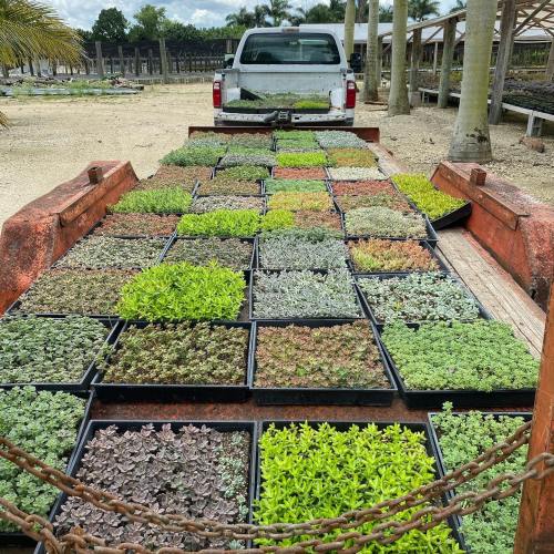 A truck bed filled with trays of various green plants, arranged neatly in a nursery setting.