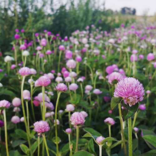 A vibrant field of pink and white flowers, with tall green stems and a clear sky in the background.