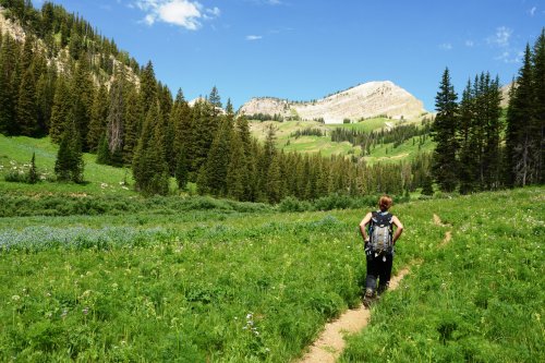 A hiker walks along a trail through a lush green meadow surrounded by trees and mountains under a clear blue sky.