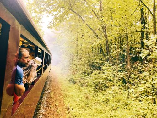 A train travels through a lush, green forest, with passengers enjoying the view from the open windows.