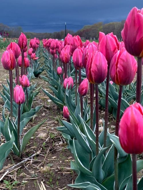 A field of vibrant pink tulips with green leaves, set against a moody, cloudy sky.