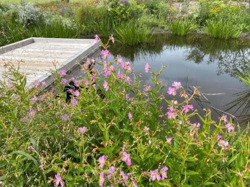 A serene pond surrounded by vibrant green plants and pink flowers, with a wooden platform nearby.