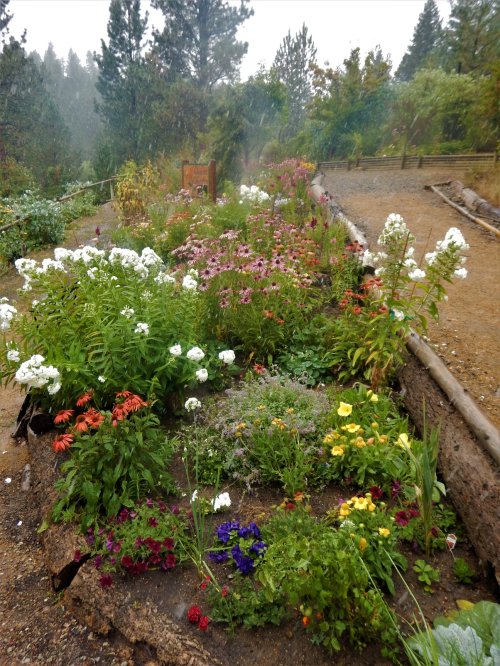 A vibrant flower garden with various colorful blooms, surrounded by greenery, under a light rain.