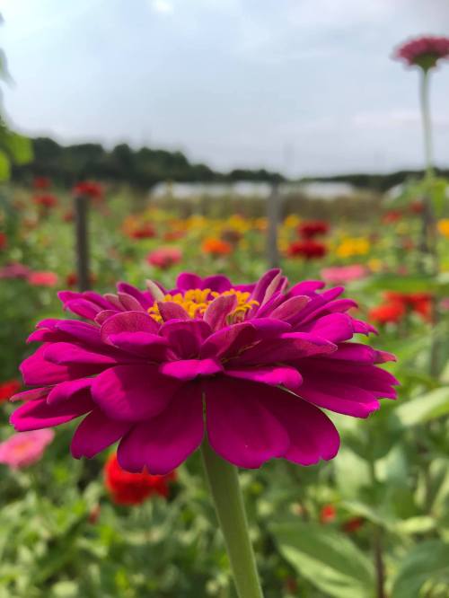 A close-up of a vibrant pink flower with yellow center, surrounded by a colorful field of flowers under a blue sky.