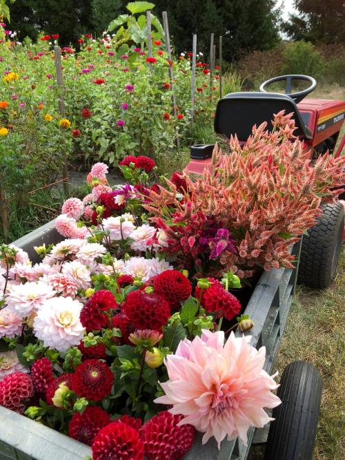 A cart filled with vibrant flowers, including dahlias and zinnias, with a tractor and flower field in the background.