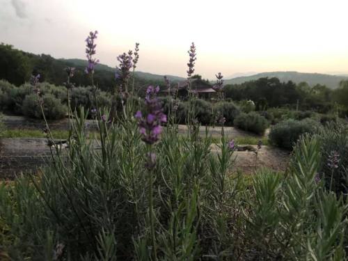 Lavender plants in a field with a soft sunset backdrop and rolling hills in the distance.