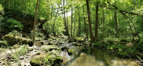 A serene forest scene with a clear stream flowing through lush greenery and moss-covered rocks.