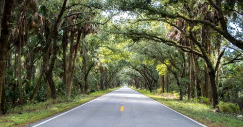 Drive through the banyan trees at the tunnel of trees in Florida, lonely road, tree lined highway