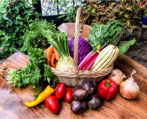 A woven basket filled with fresh vegetables, including carrots, cabbage, peppers, tomatoes, and herbs, on a wooden table.