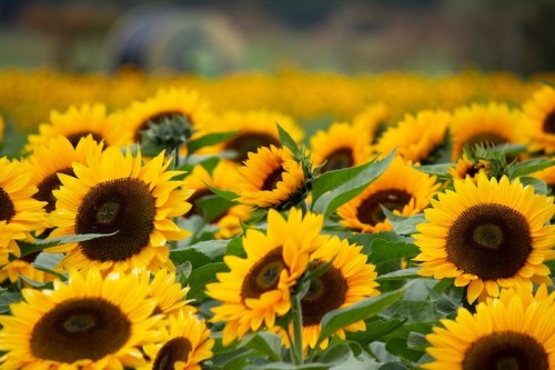 A vibrant field of sunflowers in full bloom, showcasing bright yellow petals and dark centers under a clear sky.