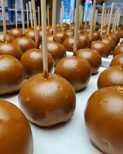 A close-up of caramel-coated apples on sticks, arranged neatly on a tray.