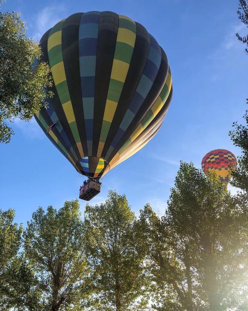 Two colorful hot air balloons ascend against a clear blue sky, framed by green trees and sunlight.