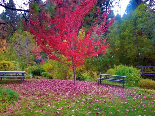 A vibrant red tree stands in a garden, surrounded by colorful foliage and scattered leaves on the ground.
