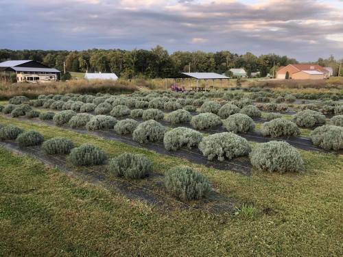 A field of lush lavender plants in neat rows, with a cloudy sky and buildings in the background.