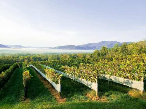 A scenic vineyard with rows of grapevines, rolling hills, and misty mountains in the background under a clear sky.