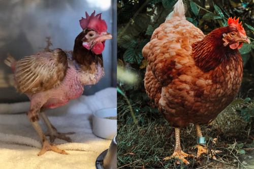 A side-by-side comparison of a featherless chicken on the left and a fully feathered brown chicken on the right.
