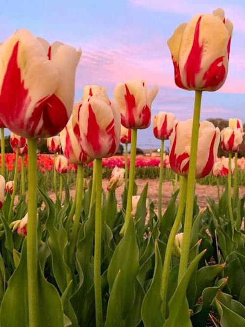 A field of red and white tulips against a pastel sky, with green leaves and stems prominently displayed.