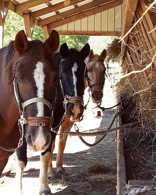 Three horses with bridles stand in a barn, looking towards the camera, with hay visible in the background.