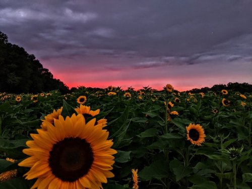 A field of sunflowers under a dramatic sky at sunset, with vibrant colors peeking through dark clouds.
