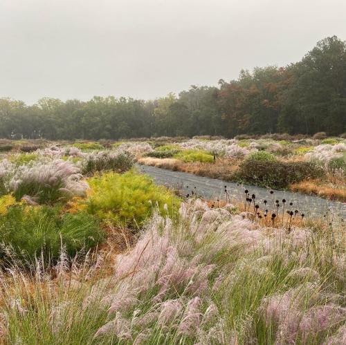 A misty landscape featuring lush grasses and wildflowers, with a winding path through a vibrant, natural setting.