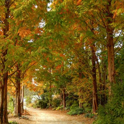 A serene pathway lined with trees displaying vibrant autumn foliage.