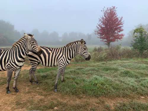 Two zebras stand in a misty field, with a vibrant red tree in the background and grass covered in dew.