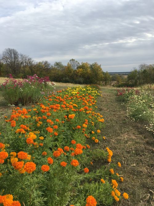 A vibrant field of orange marigolds stretches along a path, surrounded by greenery and a cloudy sky.