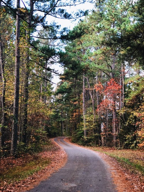 A winding road through a forest with tall trees and autumn foliage in shades of green, orange, and red.