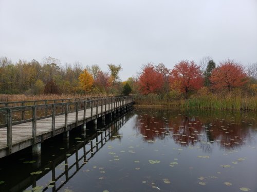 A wooden boardwalk extends over a calm pond, surrounded by trees with vibrant autumn foliage.