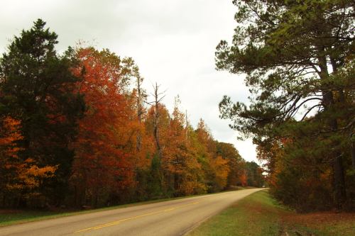 A scenic road lined with trees displaying vibrant autumn foliage in shades of orange and yellow under a cloudy sky.