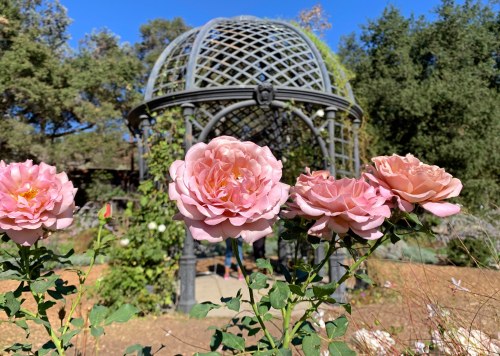 A garden scene featuring pink roses in the foreground and a decorative gazebo in the background under a clear blue sky.