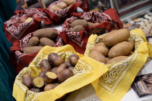 Baskets of various potatoes, some wrapped in red and yellow bandanas, displayed on a table.