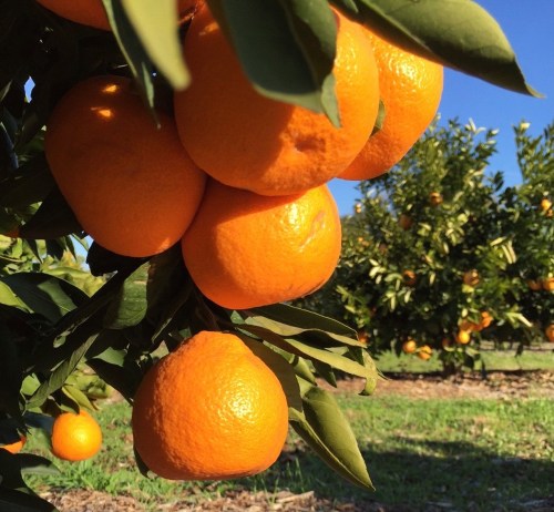 Close-up of ripe oranges hanging from a tree in a sunny orchard, surrounded by green leaves.