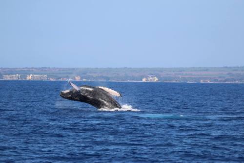 A humpback whale breaches the surface of the ocean, with a distant shoreline visible in the background.