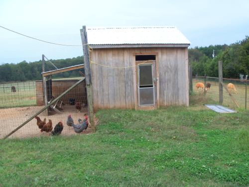 A wooden chicken coop with chickens outside, set in a grassy area with a fence and distant animals in the background.