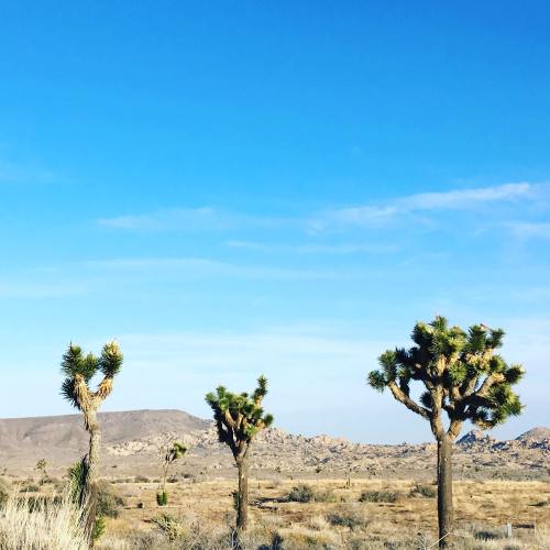 Three Joshua trees stand against a clear blue sky, with rocky hills in the background and a desert landscape.