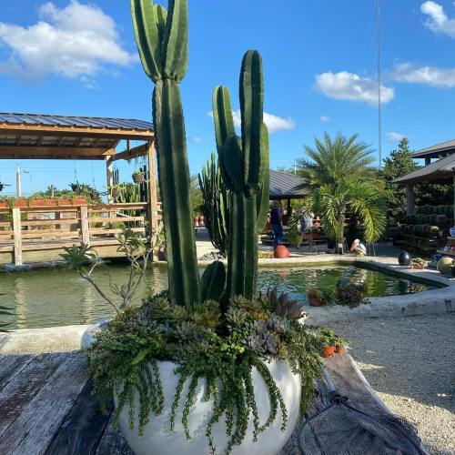 A large cactus and various succulents in a white pot, with a pond and greenery in the background under a blue sky.